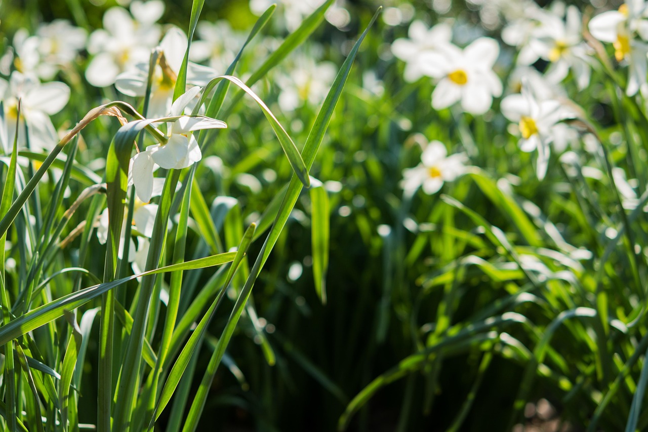daffodils, flower, white, meadow, forest, flower background, light, sunny day, nature, sun, botany, bright, april, atmospheric, spring flower, beautiful, sunlight, beautiful flowers, garden, green, path, crimea, blurred plan, flower wallpaper, green sun, green plan, green planning, green path